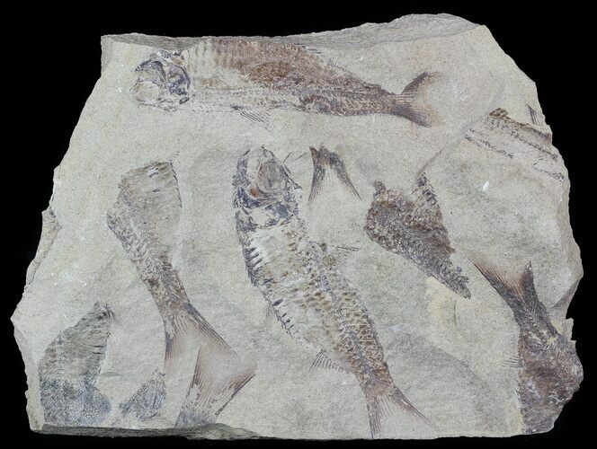 Fossil Fish (Gosiutichthys) Mass Mortality Plate - Lake Gosiute #51939